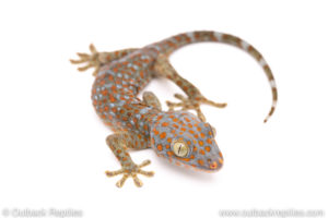 tokay gecko for sale
