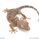 tokay gecko for sale