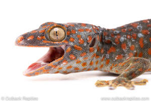 Tokay gecko for sale
