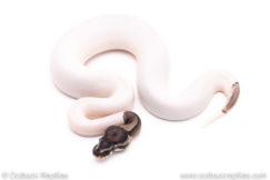 VPI Axanthic Pied ball python for sale