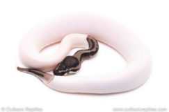 vpi axanthic pied ball python for sale