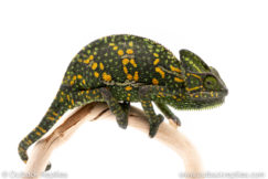 Veiled chameleon for sale