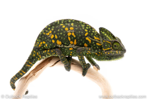 Veiled chameleon for sale