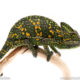 Veiled chameleon for sale