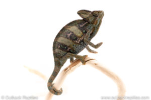 veiled chameleon for sale