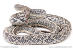 Vietnamese Blue Beauty snake for sale