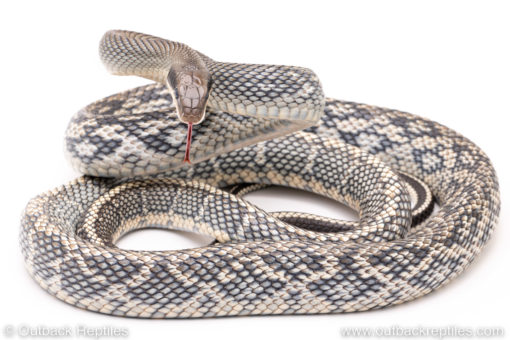 Vietnamese Blue Beauty snake for sale