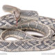 Vietnamese Blue Beauty snake for sale