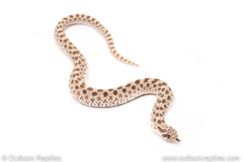 Western Hognose snake for sale