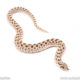 Western Hognose snake for sale