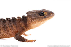 Yellow eyed crocodile skink for sale