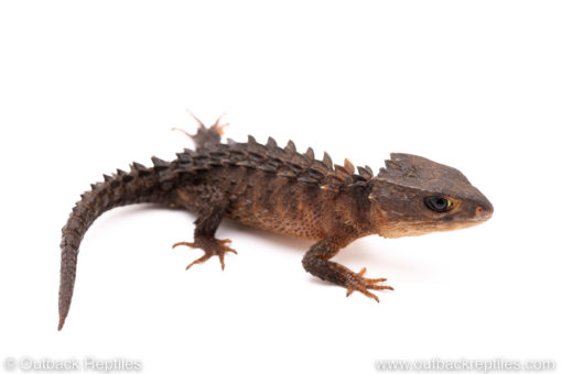 Yellow eyed crocodile skink for sale