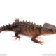 Yellow eyed crocodile skink for sale