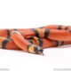 Honduran pueblan milksnake hybrid. snakes for sale