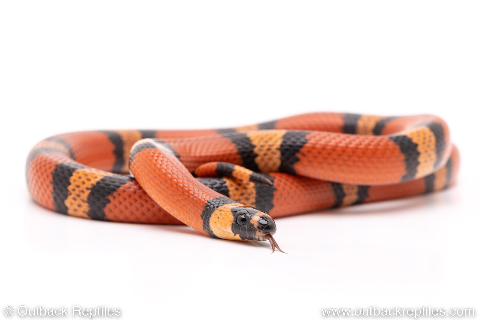 Hybrid Milksnake Honduran x Pueblan Female Reptiles for Sale