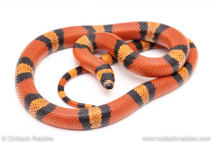 Honduran Pueblan milksnake hybrid. reptiles for sale