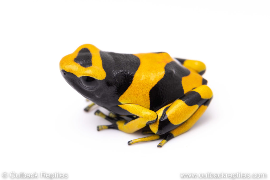 leucomelas bumblebee dart frog for sale