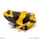 leucomelas bumblebee dart frog for sale