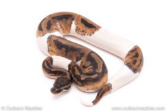 Pied ball python for sale