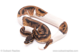 Pied ball python for sale