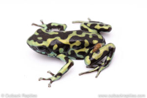 Reticulated auratus dart frog for sale