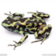 Reticulated auratus dart frog for sale