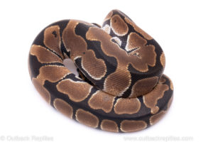 Africa Import Ball Python for sale