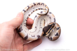 Africa Import Ball Python for sale
