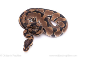 Africa Import Ball Python for sale