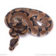Africa Import Ball Python for sale