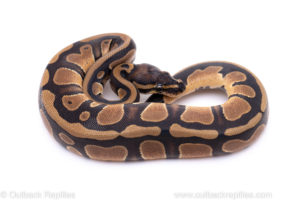 Africa import ball python for sale