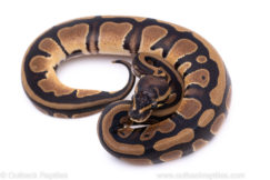 Africa import ball python for sale