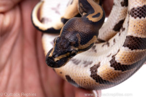 Africa import ball python for sale