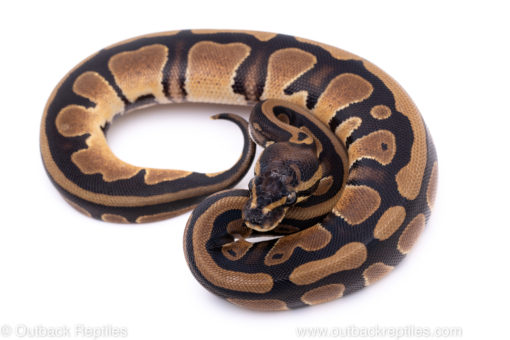Africa import ball python for sale