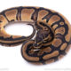 Africa import ball python for sale
