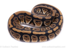 Africa import ball python for sale