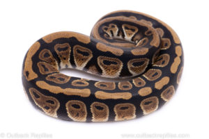 Africa import ball python for sale