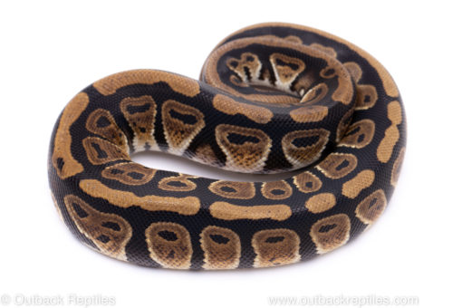 Africa import ball python for sale