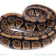 Africa import ball python for sale