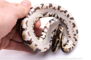 Africa import ball python for sale
