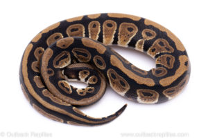 Africa import ball python for sale