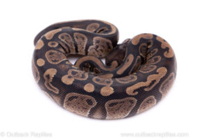 Africa import ball python for sale