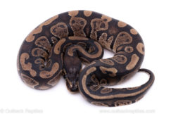 Africa import ball python for sale