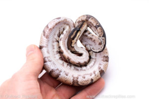 Africa import ball python for sale