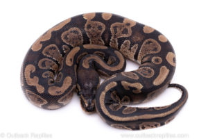 Africa import ball python for sale