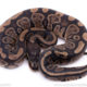 Africa import ball python for sale