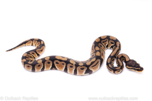 Africa import ball python for sale