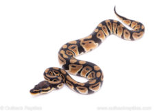 Africa import ball python for sale