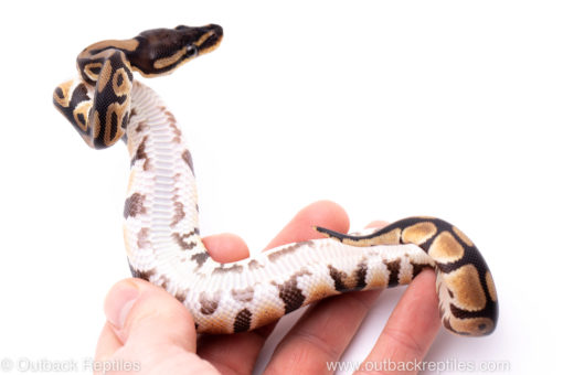 Africa import ball python for sale