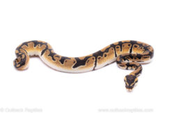 Africa import ball python for sale